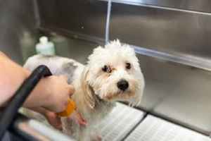 Dog Grooming Business Suffolk County Ny 32761 Business For Sale In Not Disclosed Ny