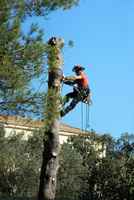 Tree Service Tree Removal Tree Trimming TBH547