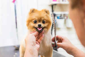 Pet Grooming Business Prescott Az Business For Sale In Prescott Az