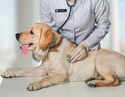 veterinarian-clinical-practice-massachusetts