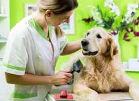 20+ Years, Profitable Pet Grooming-Fully Equipped