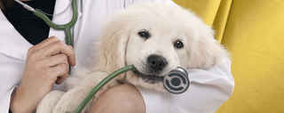 Veterinary Practice Brooklyn 1mm Revenue