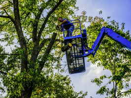 Tampa BayTree Service