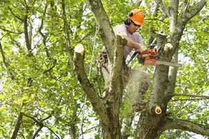 Commercial & Residential Tree Service