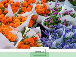 florist-shoppe-asset-sale-florida