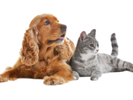 Pet Boarding, Grooming, and Retail