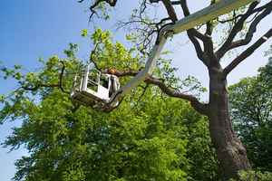 Long-Established Tree Service Business