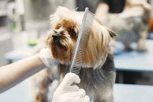 Mobile Dog Grooming Business Palm Breach, FL