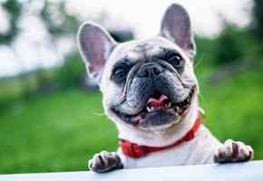 Est. Dog Walking & Pet Business -Loyal Clients