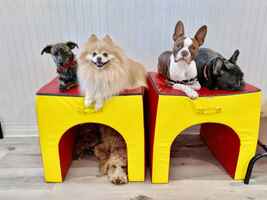 Profitable Dog Spa & Daycare - Loyal Clients