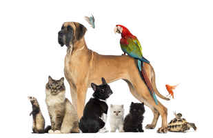 Pet supply website with over 10,000 products