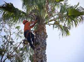 Long Established Tree Service