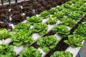 hydroponic-production-company-with-property-wisconsin