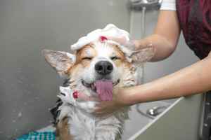 Profitable Dog Grooming Salon