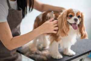 Established Dog Grooming Salon