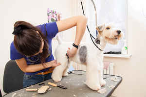 Full-Service Dog Grooming Business