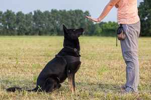 Established Dog Training Service