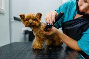 dog-grooming-business-missouri