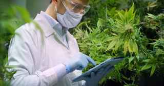 Robust Cannabis and Hemp Testing Lab in California