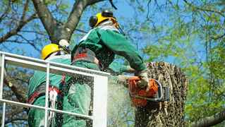 Thriving Tree Service Business in the Smoky Mtns