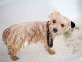 Pet Grooming & Boarding & Day Care, serving Sou...