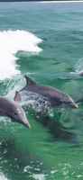 Boat Dolphin Tour Business For Sale Pinellas FL