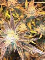 Organic Medical Grade Cannabis Grow