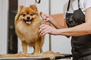 pet-grooming-business-for-sale-in-arizona